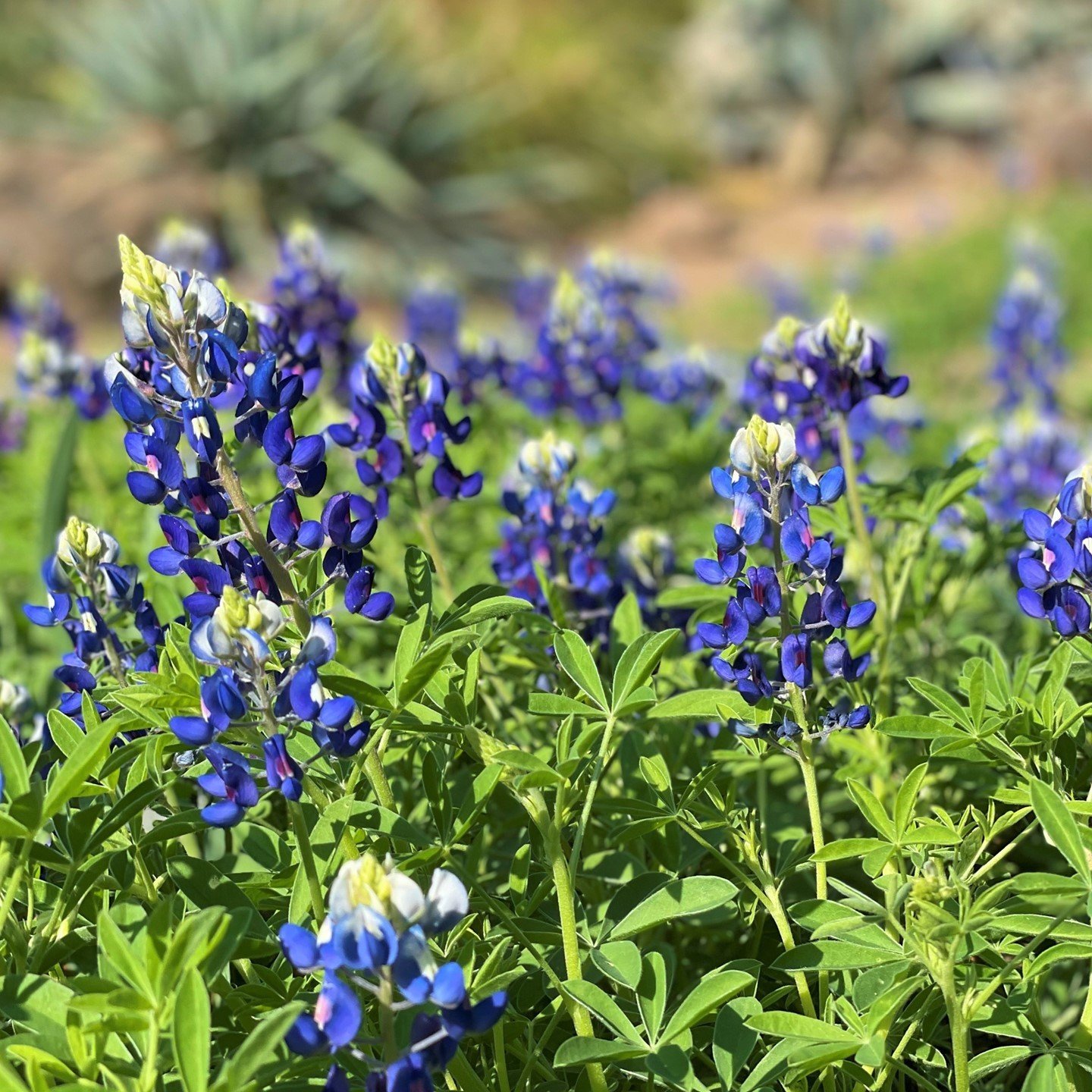 Bluebonnets – Gardening With Skip